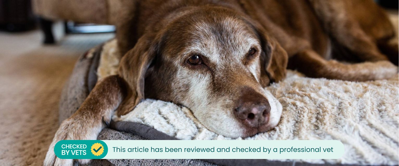 A senior dog laying on their bed