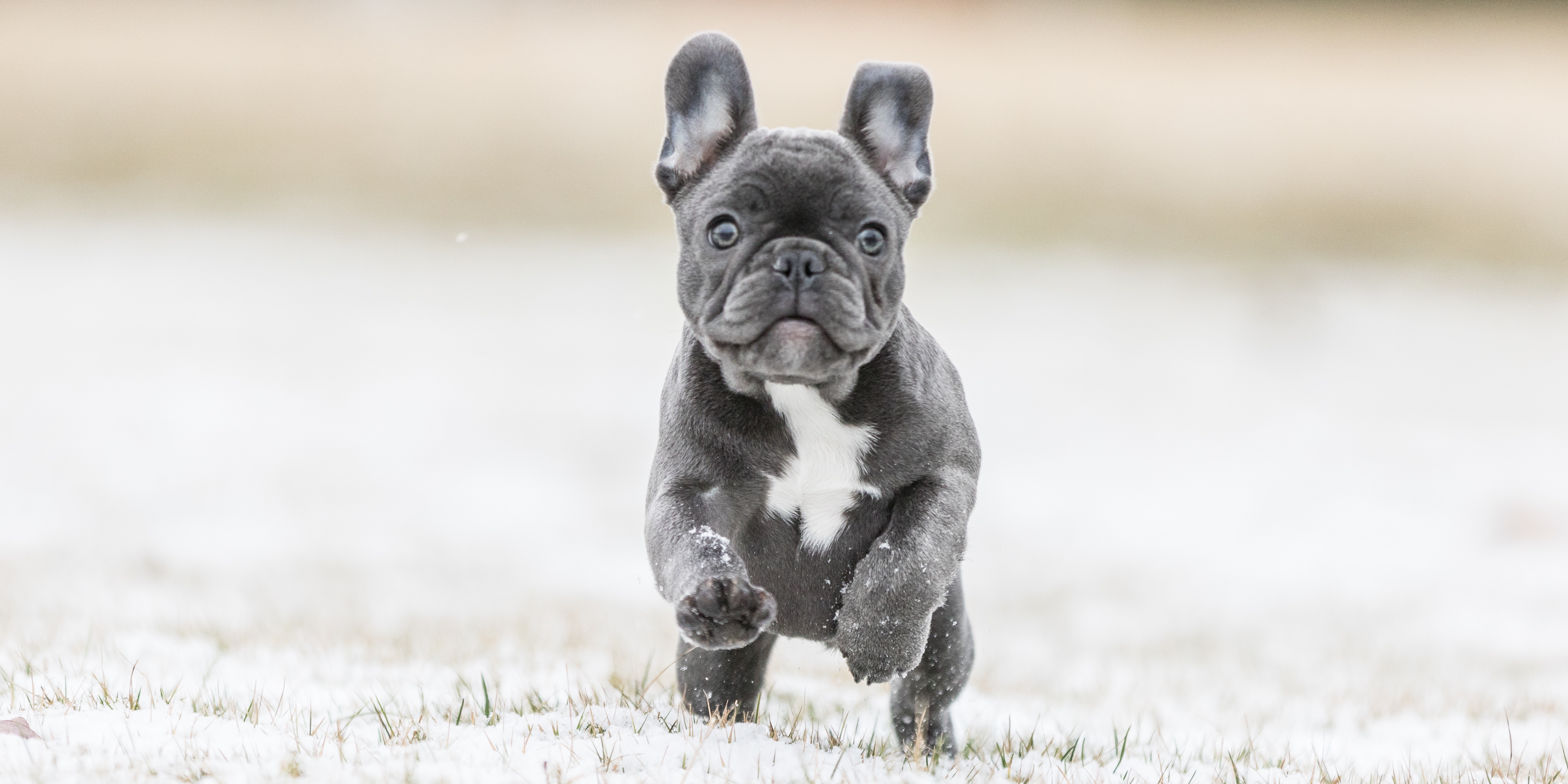 Bulldog Names | TrustedHousesitters.com