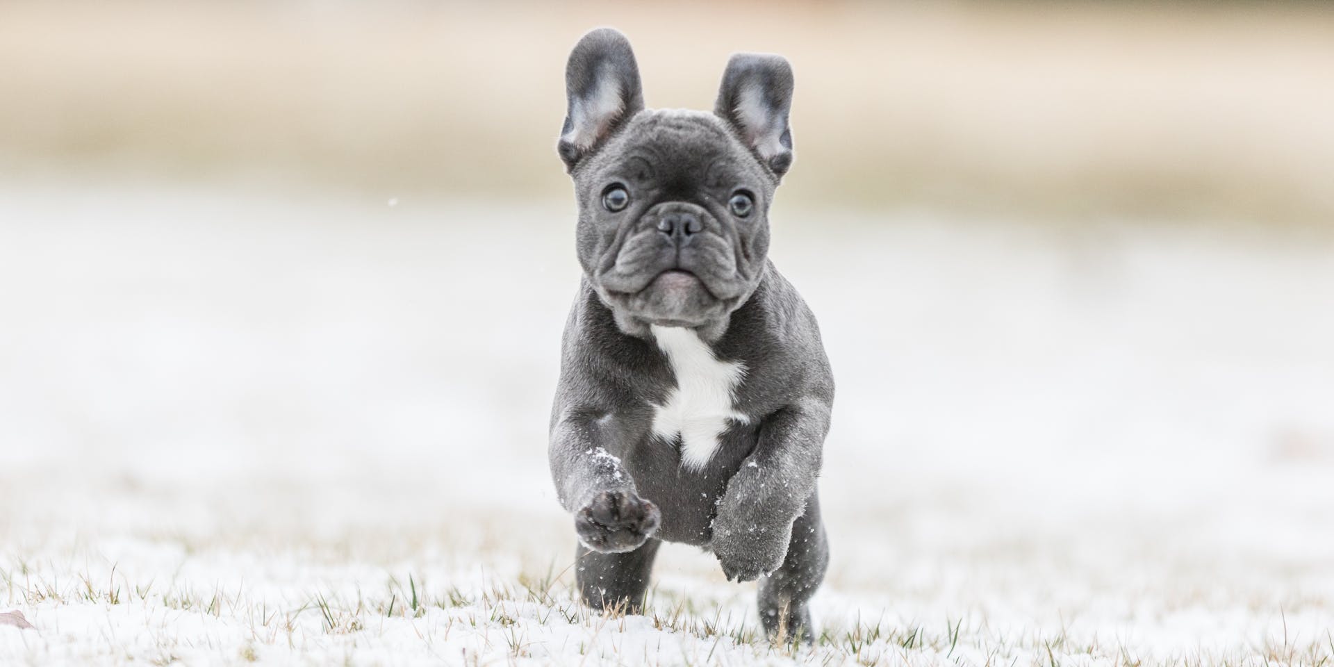 Grey bulldog puppy running on sand