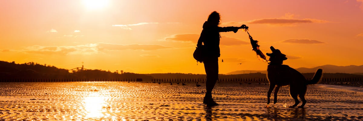 A woman and a dog playing on the beach during sunset