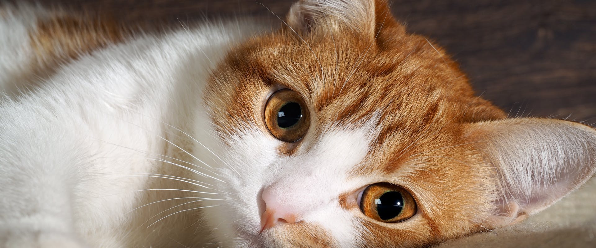A close up of a ginger and white cat. 