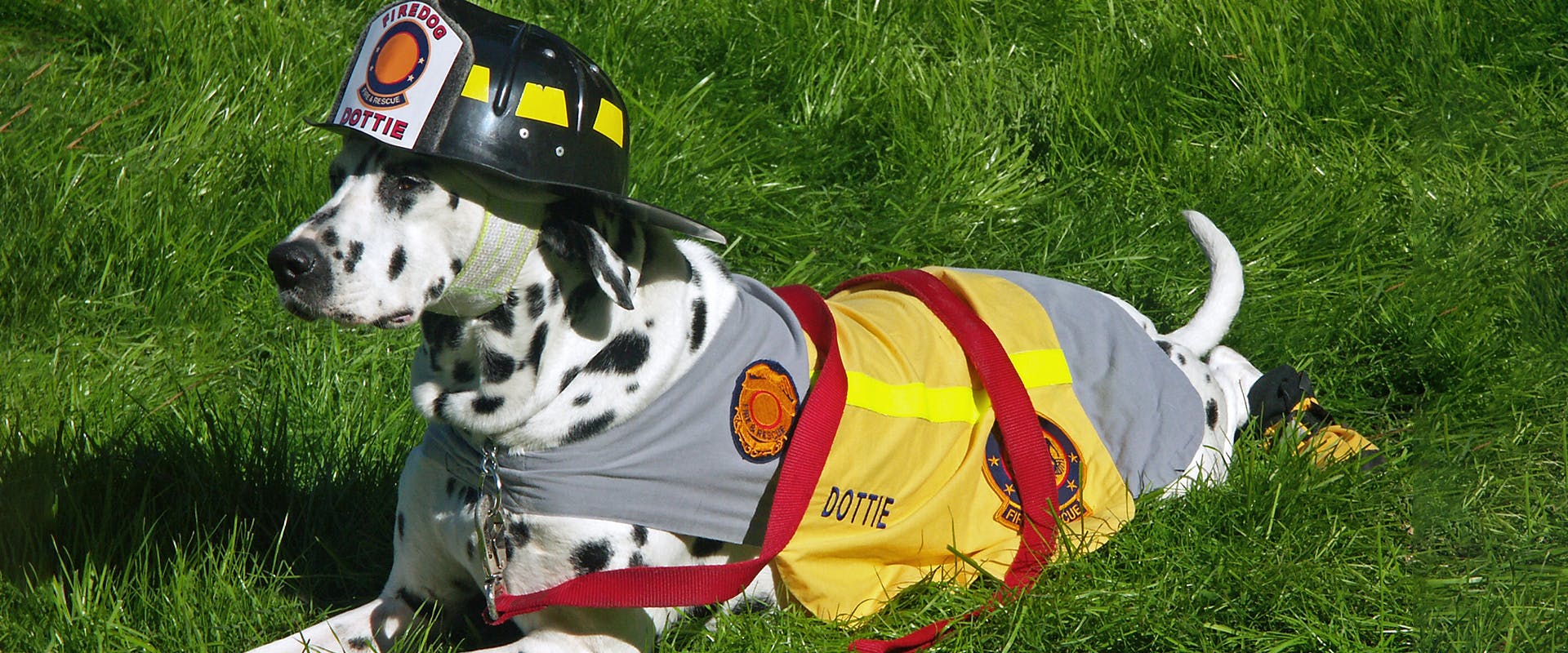 A Dalmatian fire dog, wearing a firefighter's hard hat and a hi-vis jacket