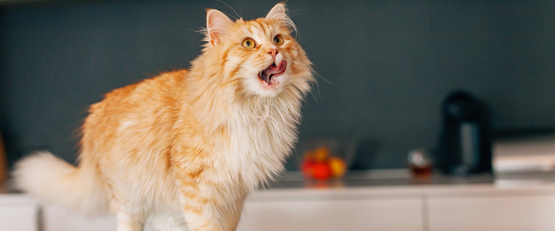 A fluffy ginger cat standing on a kitchen worktop 
