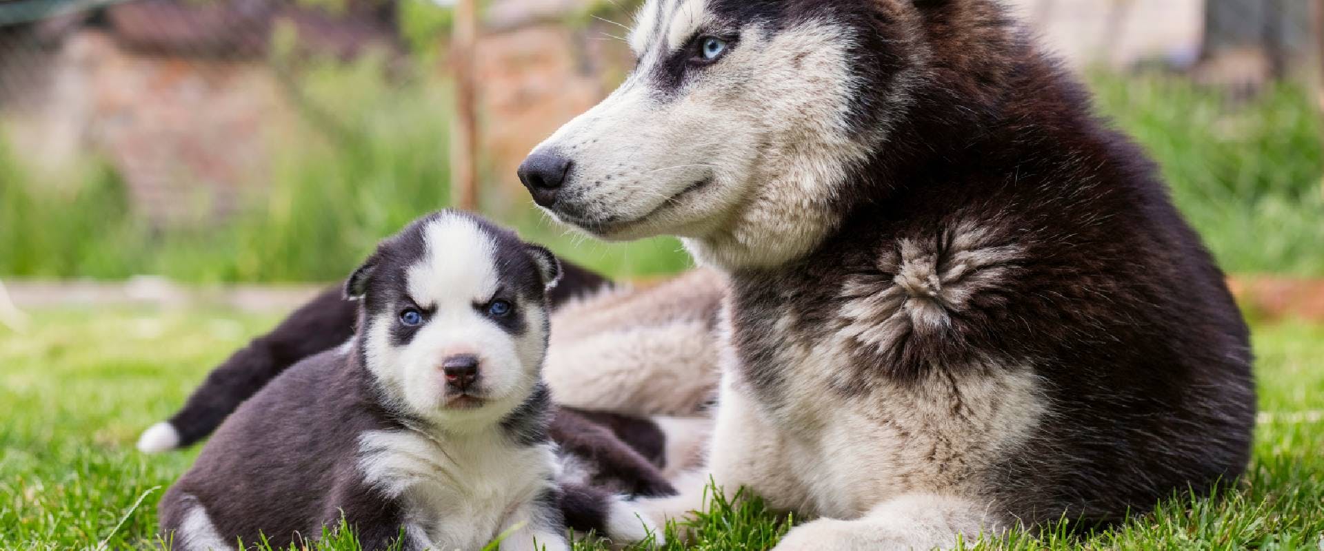 Husky and adult puppy