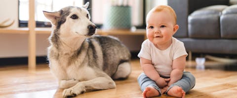 Husky dog with a baby