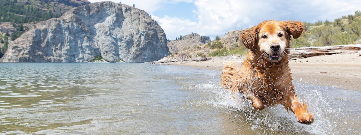 Happy golden retriever dog running fast and splashing in lake water