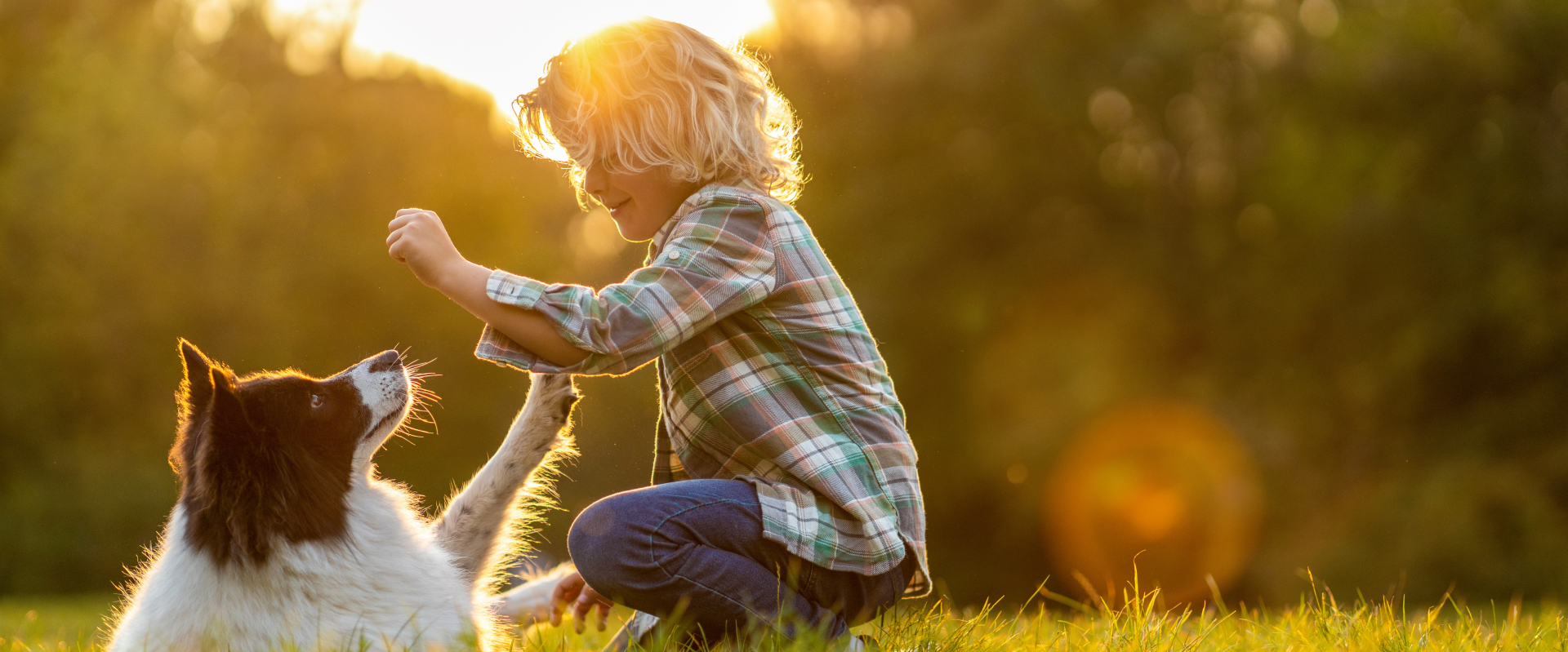young boy playing with a collie dog in a field against a setting sun