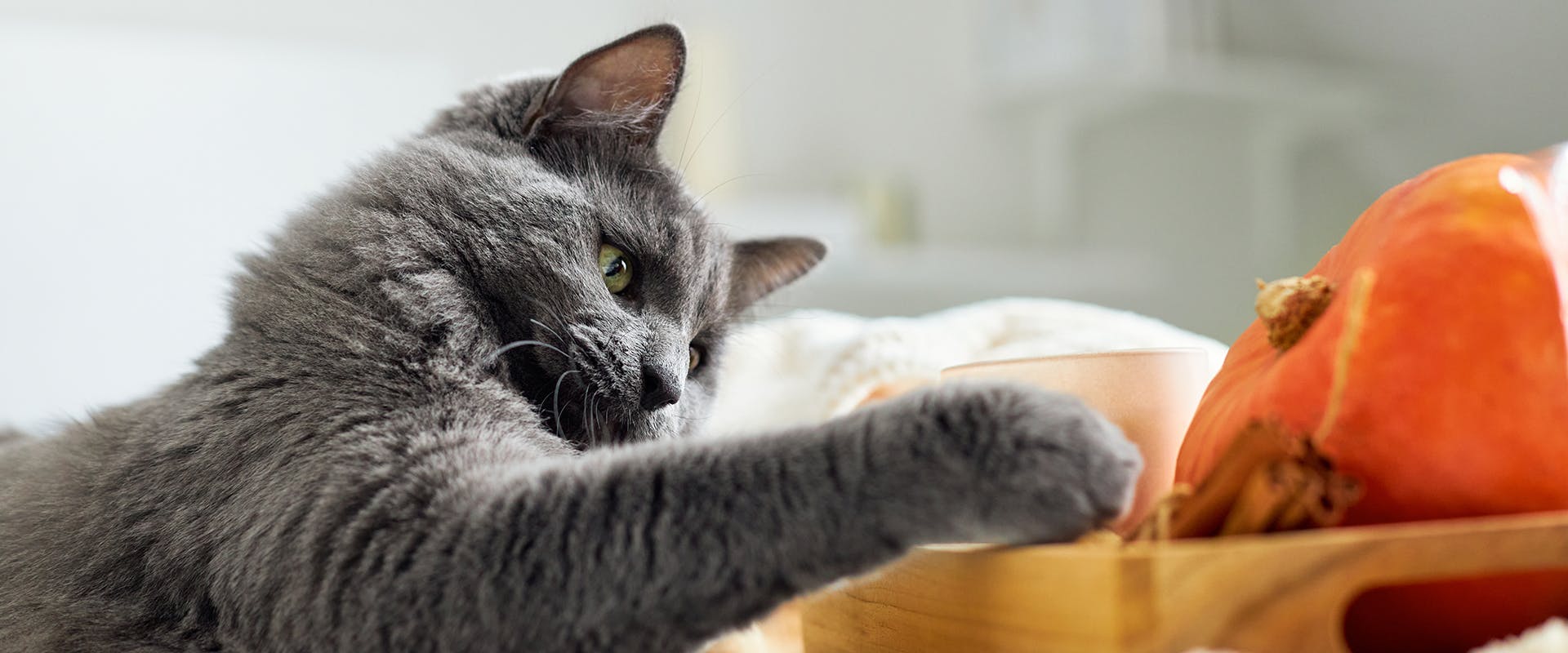 A fluffy grey cat pawing at a pumpkin