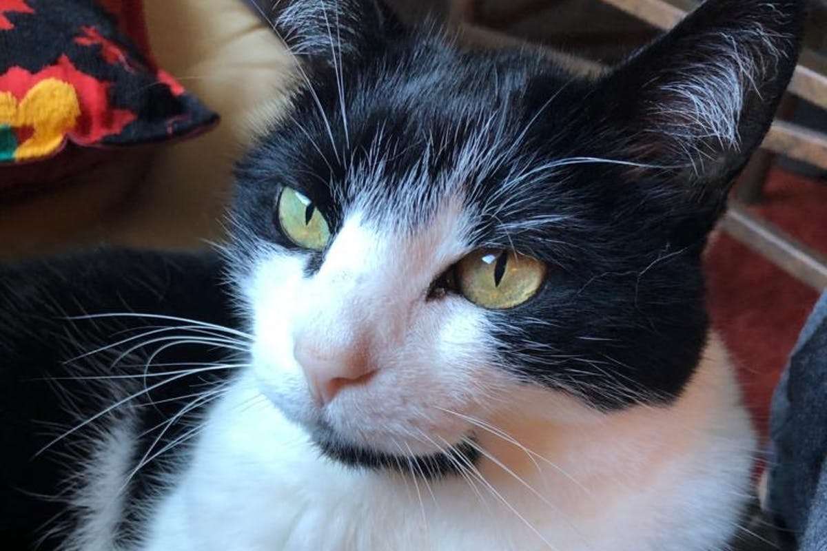 A close-up of a black and white cat