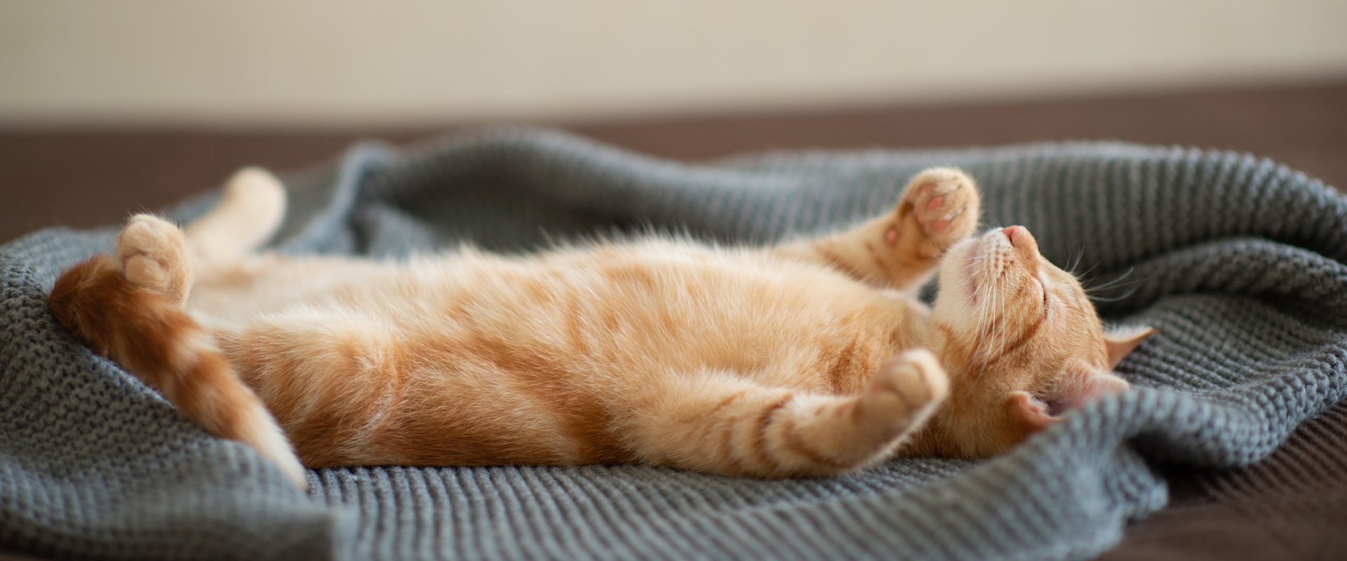 Does my cat love me?