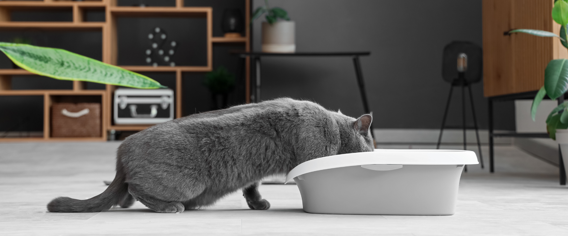 Why is my Cat Peeing Everywhere?