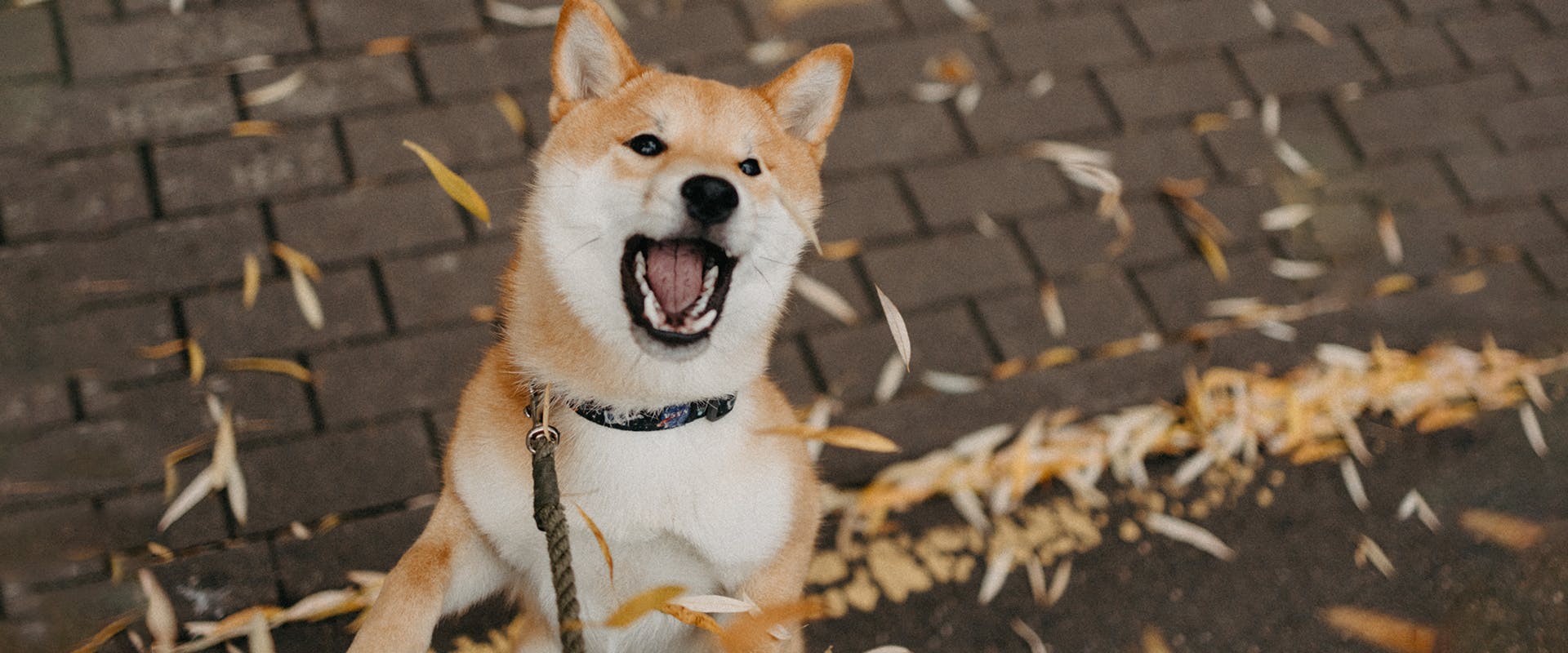 An excited Shiba Inu with the zoomies