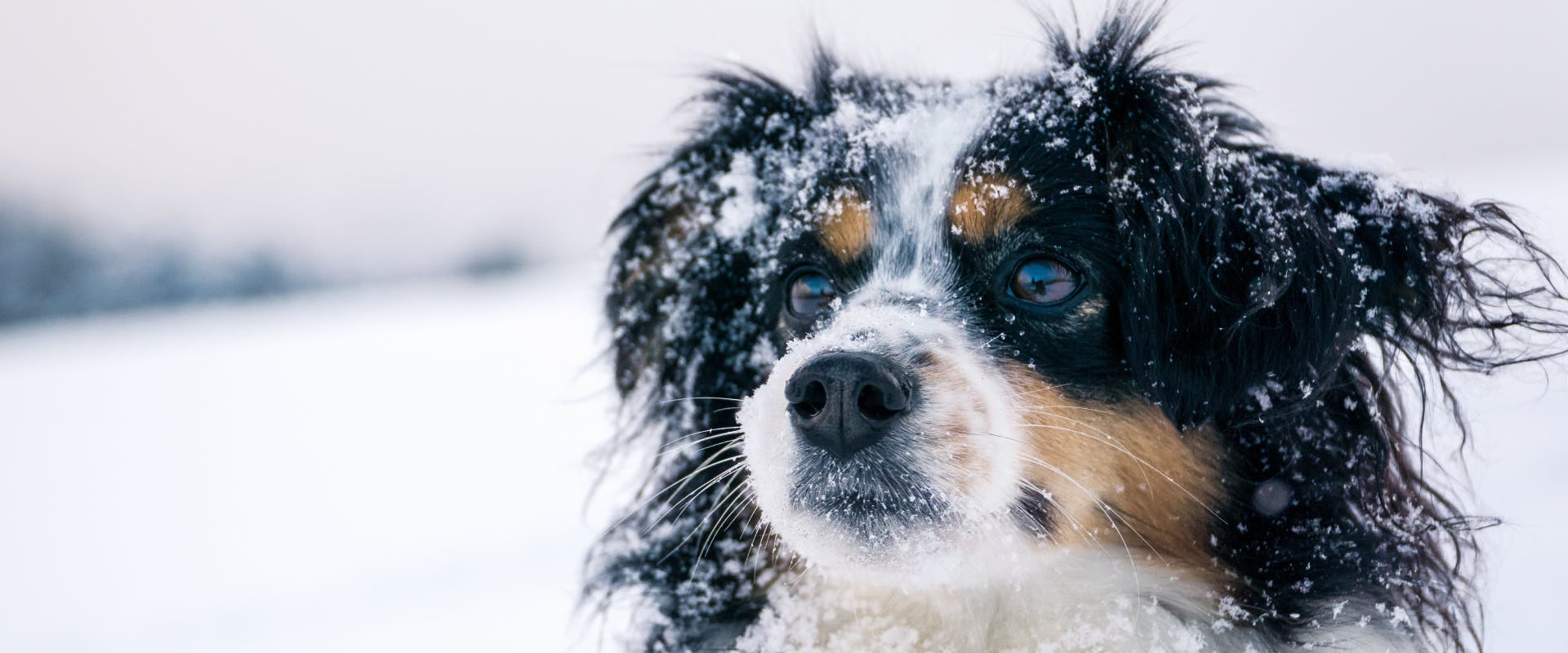 a mixed breed collie dog with long fur with sat in a snow covered field with snow dusting its face