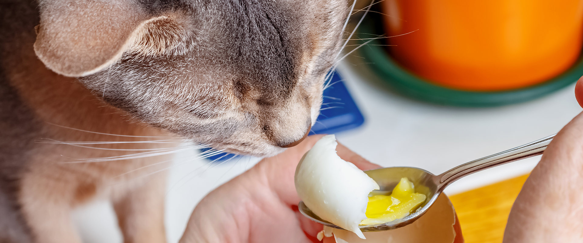 are hard boiled eggs good for cats