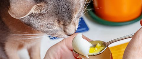lancering Sanders Cater Can Cats Eat Eggs? | TrustedHousesitters.com