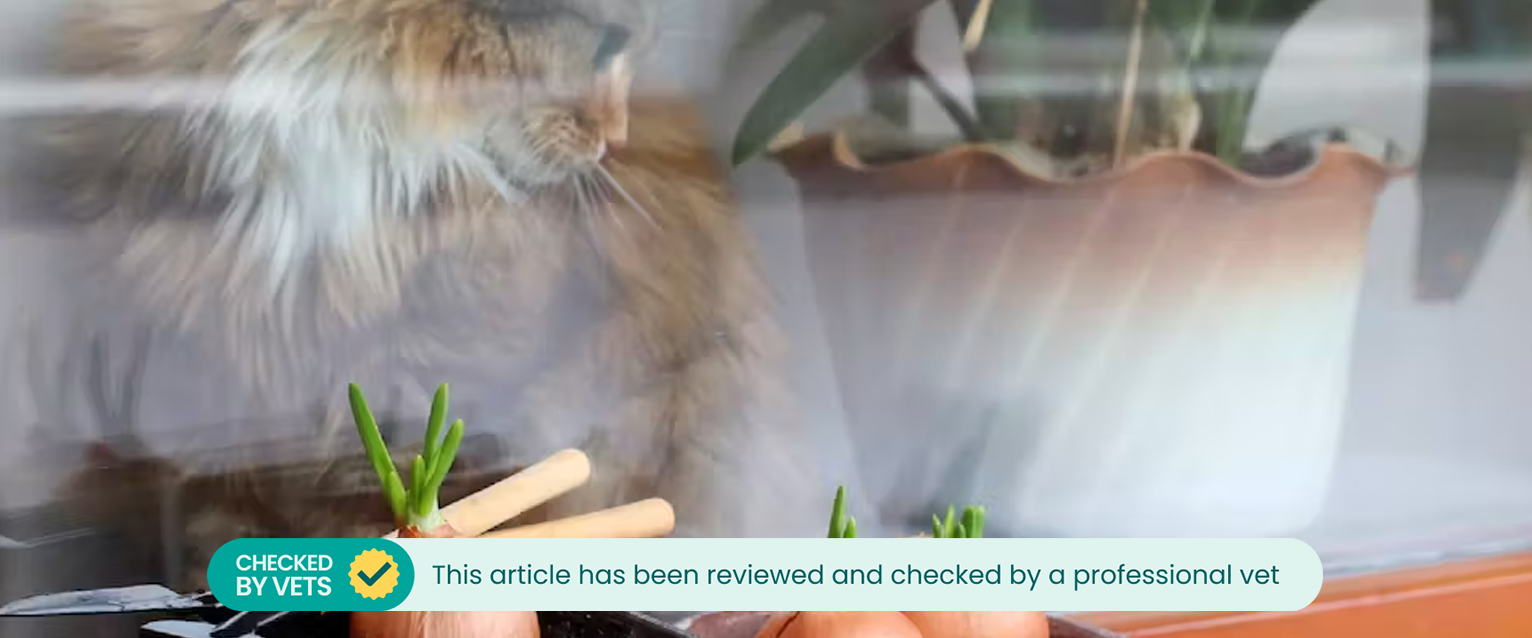 Cat sitting behind a window with onions in front