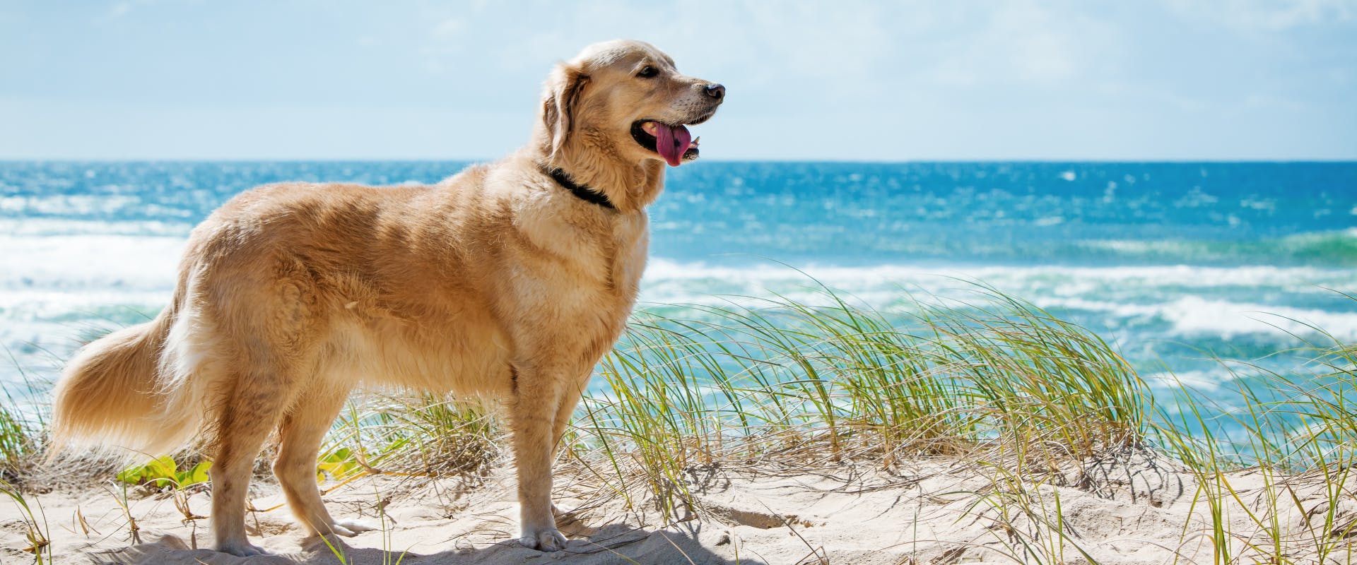 A dog at the beach.
