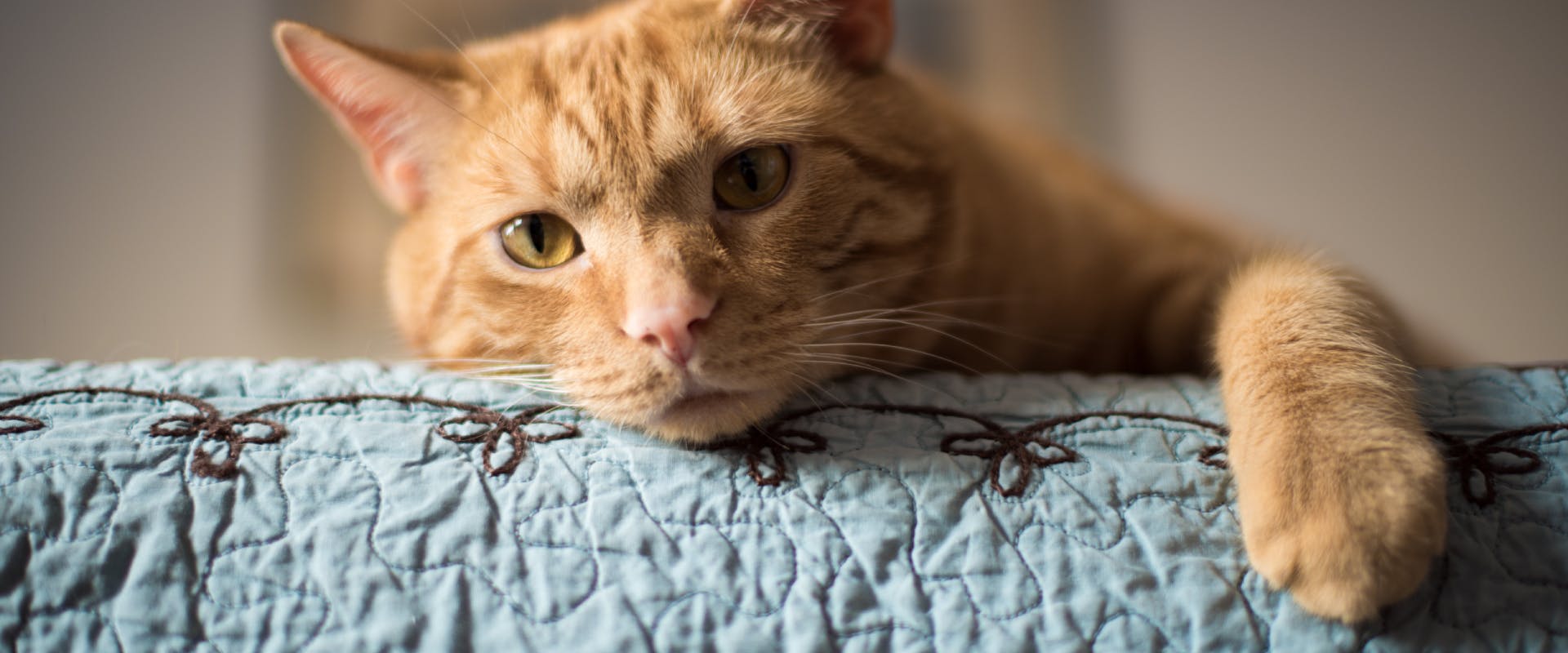 A cat rests its head on a cushion.