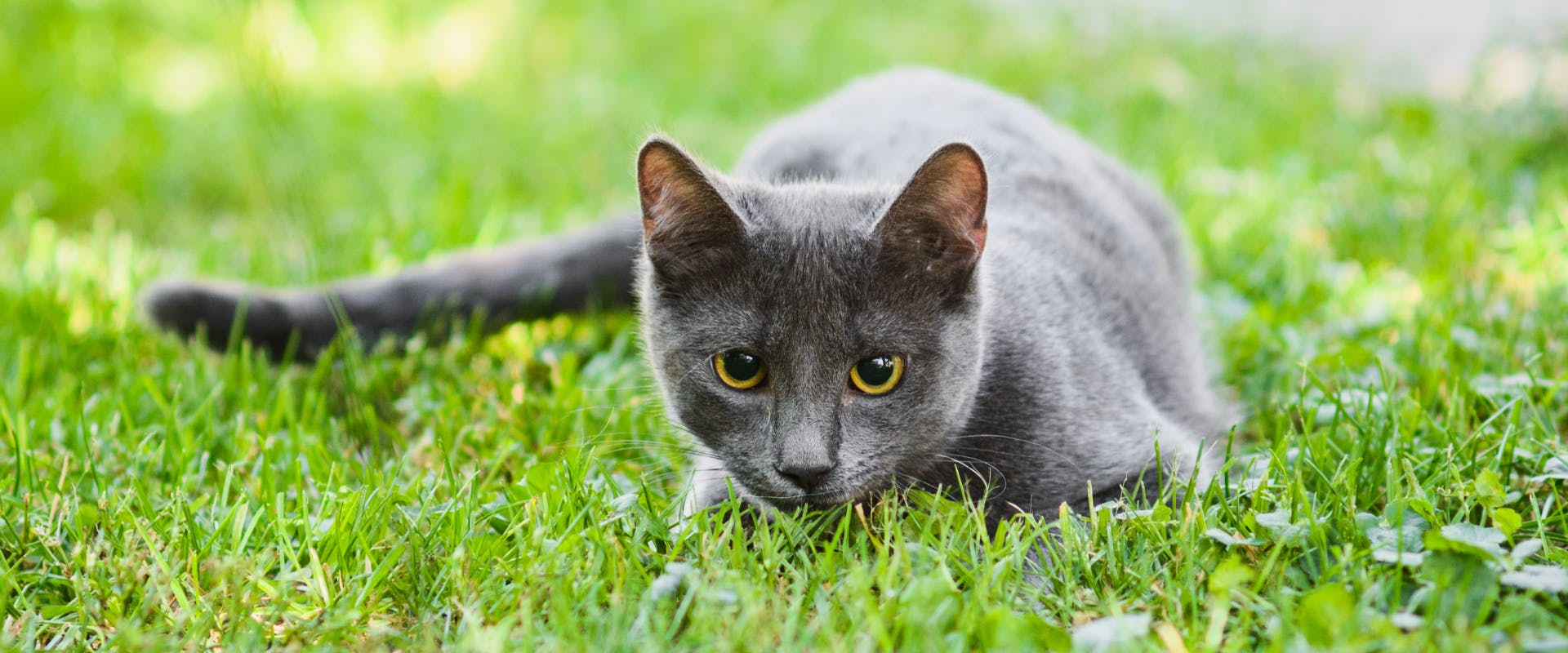 a young gray cat about to cat attack whilst outside in a garden