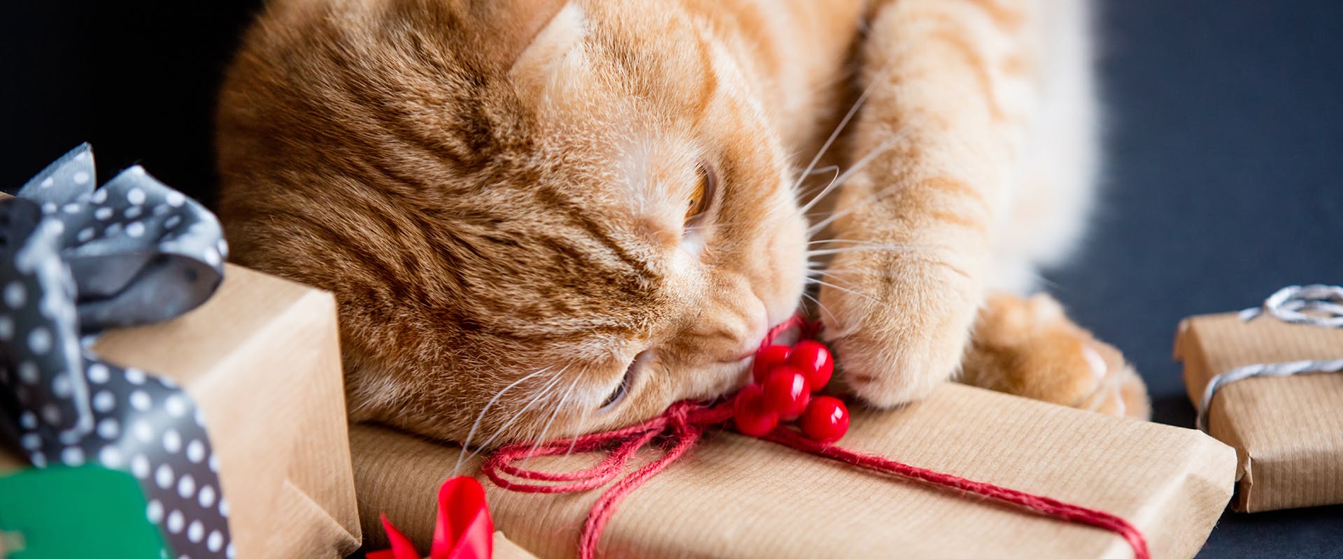 A cat sleeping on a pile of Christmas presents