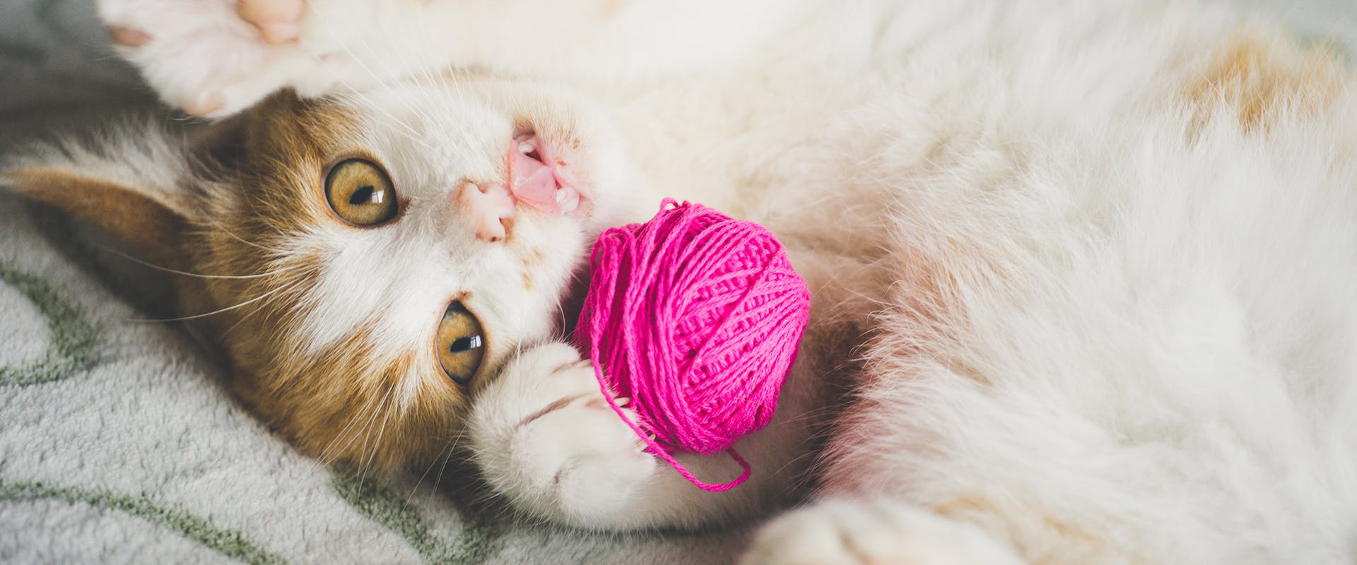 A cute kitten playing with a brightly pink cat ball toy