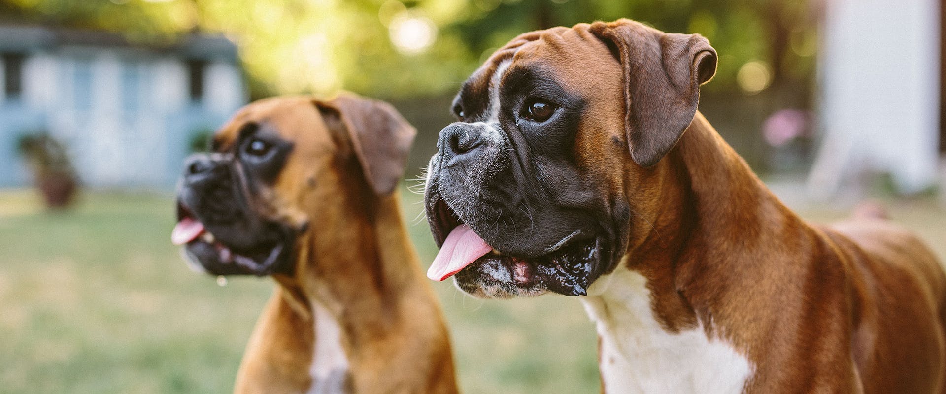 Two Boxer dogs