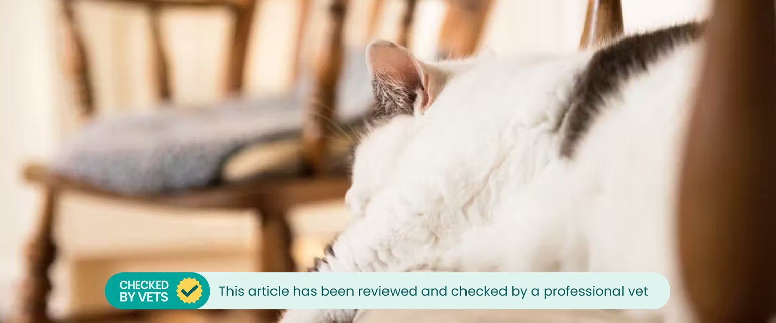 A cat sleeping on a dining chair