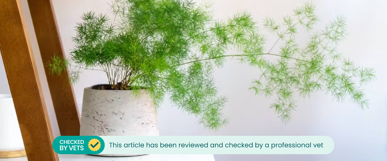 Potted asparagus fern