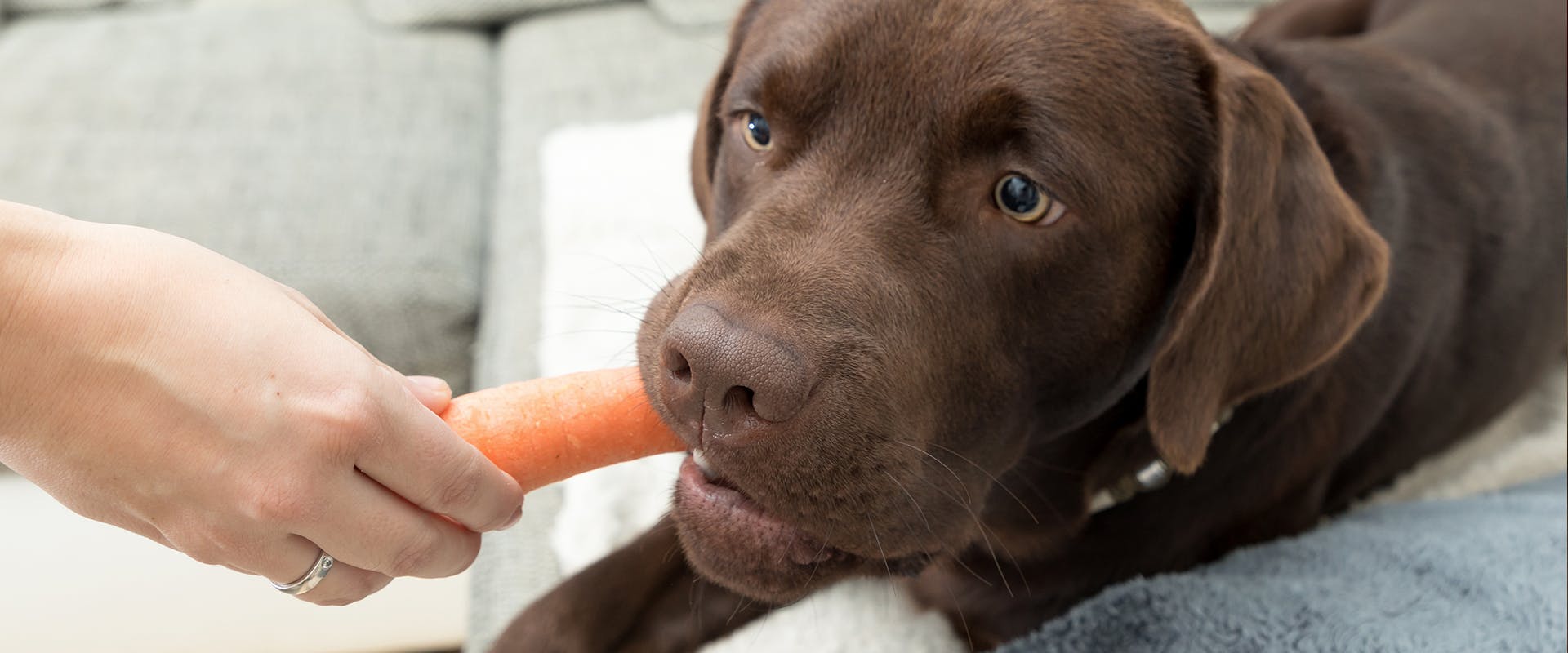 A person feeding a dog a carrot