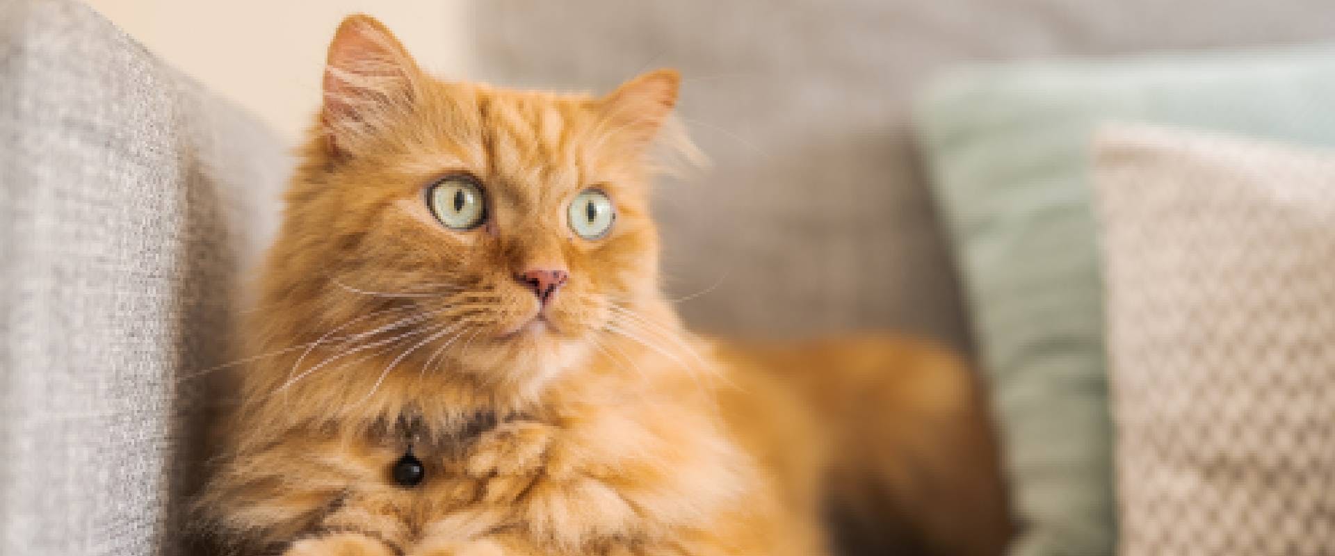 Orange Cat Names TrustedHousesitters orange-cat-names-trustedhousesitters