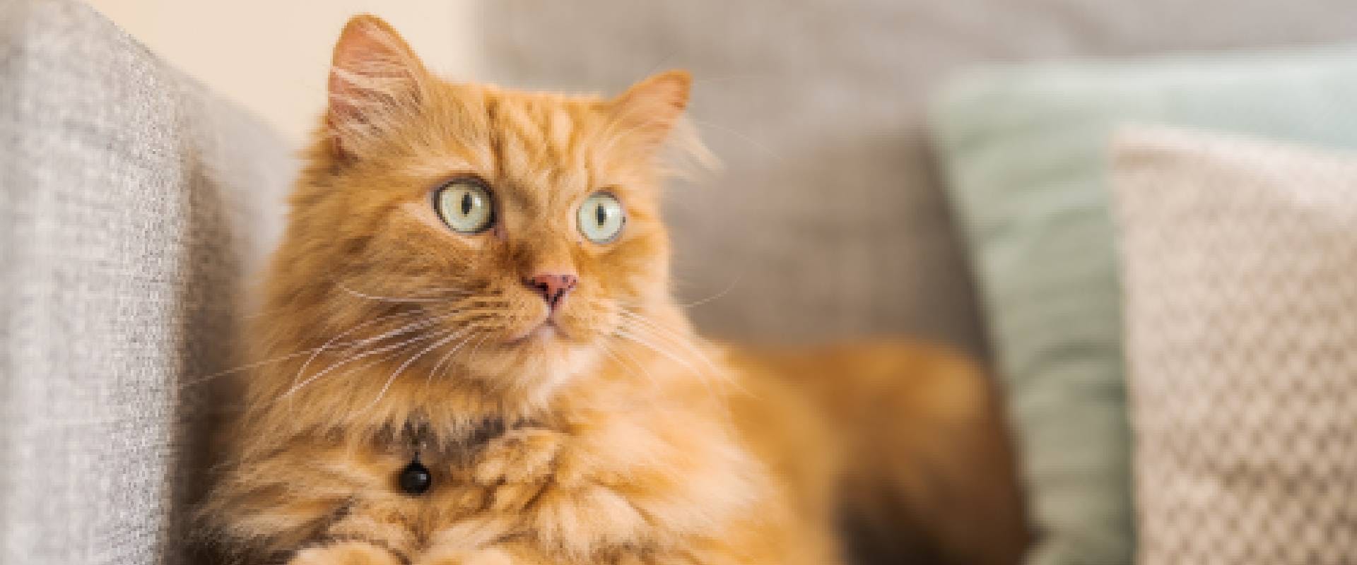 orange tabby cat laying on a sofa