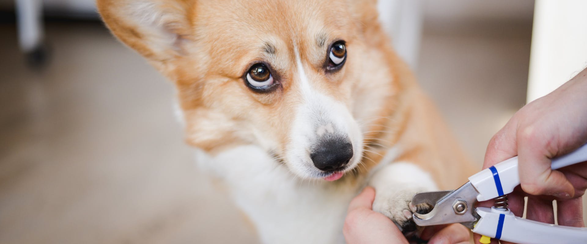 a corgi looking up a the human who is using nail clippers for dog nail clipping