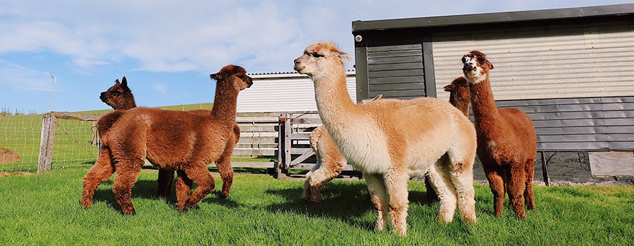 Alpacas in a field. 