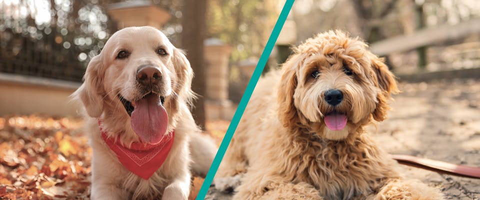 On the left, a Golden Retriever, on the right, a Goldendoodle