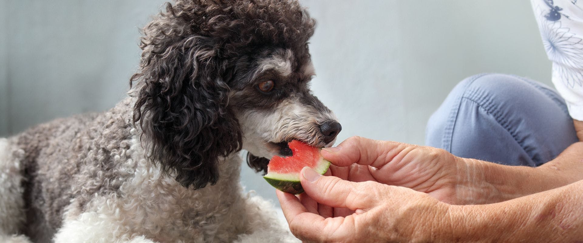Poodle eating watermelon