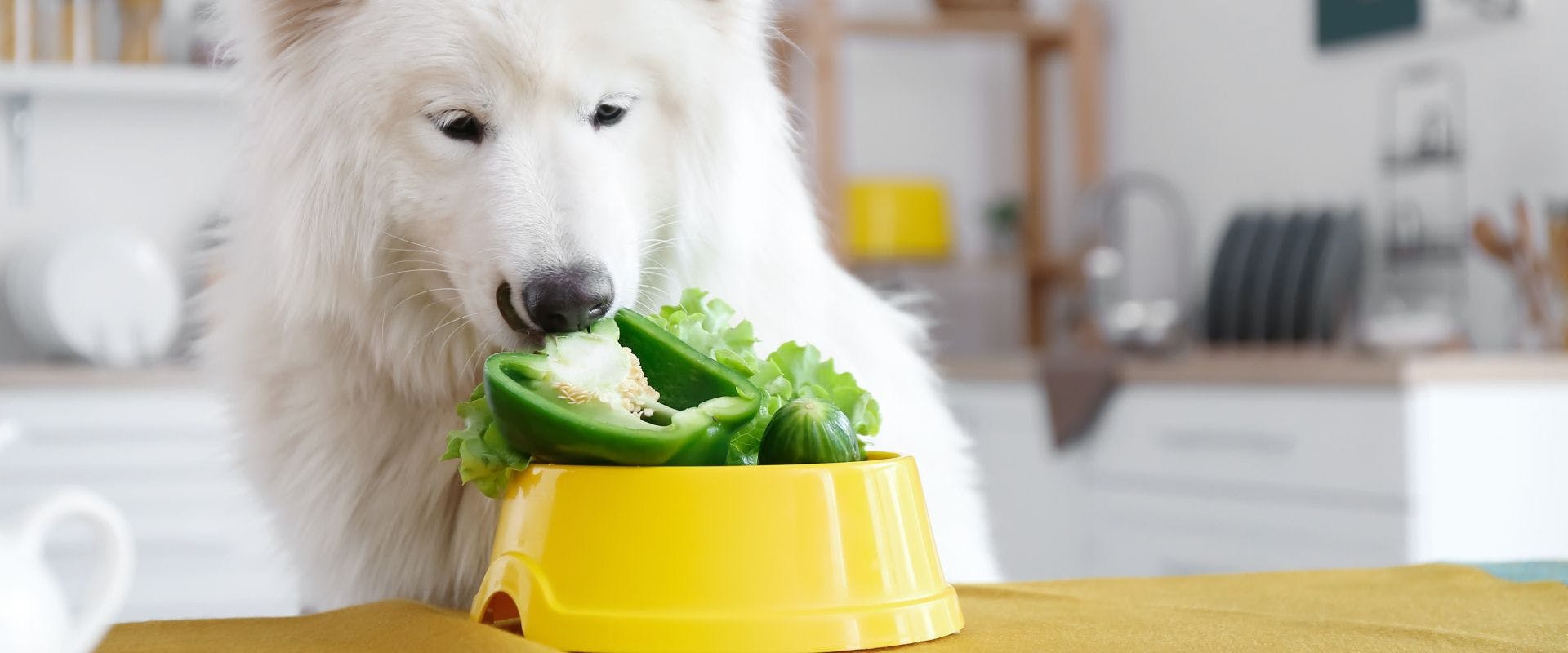 White fluffy dog eating salad
