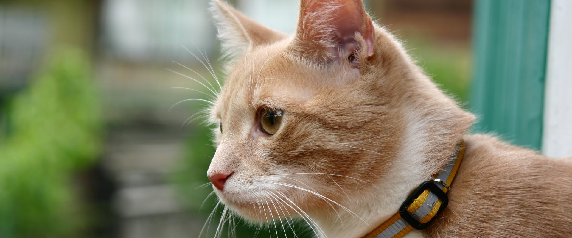 A cat wearing a collar.