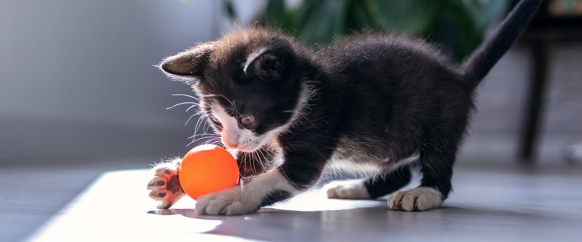 Popular cat names - a cute black and white kitten playing with an orange ball