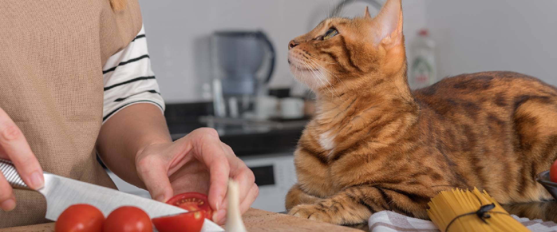 Cat sitting on kitchen side while person cuts tomatoes