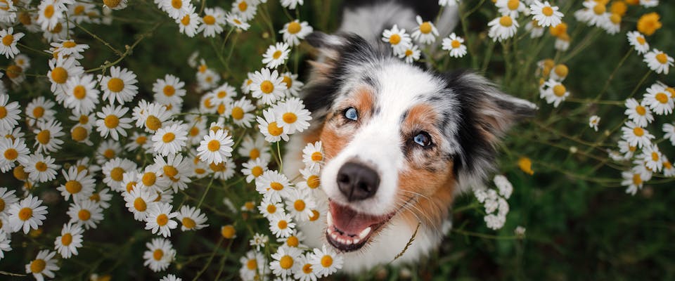 A dog sitting in a field of flowers