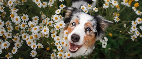 A dog sitting in a field of flowers