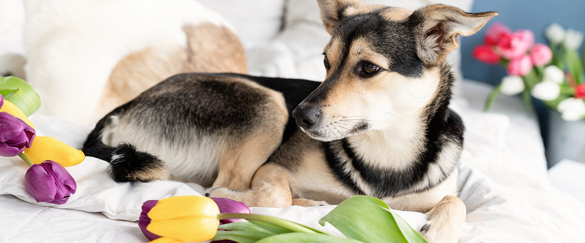 A dog sitting on a bed, yellow and purple tulips surrounding it