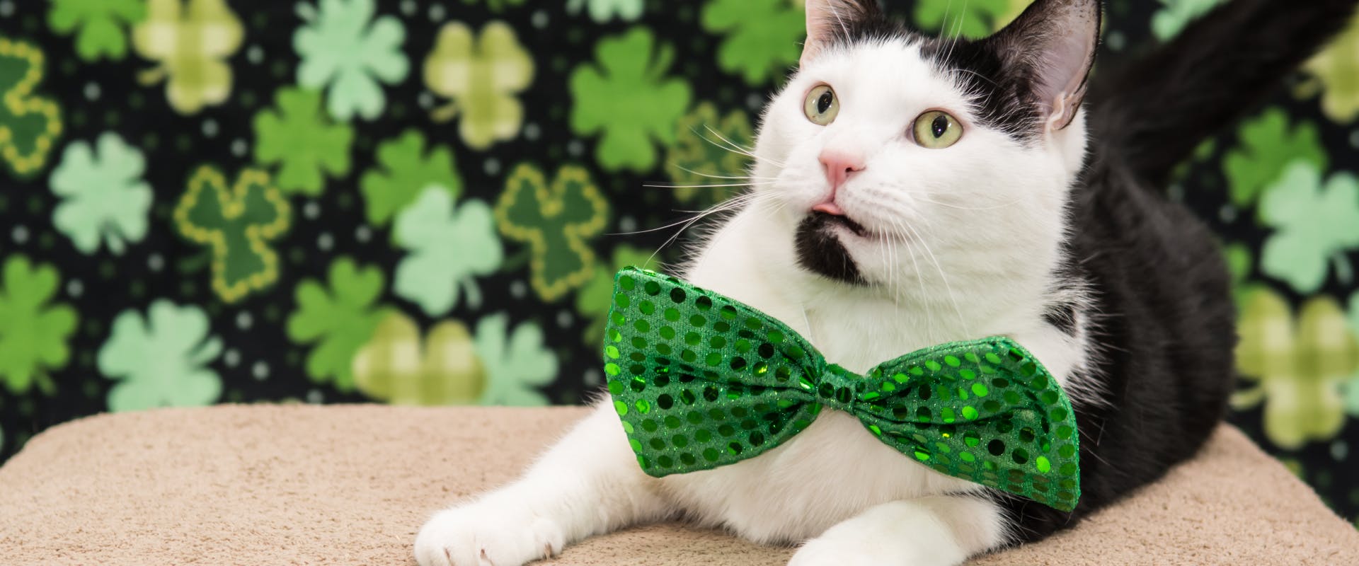 black and white cat wearing a green and sparkly bow tie