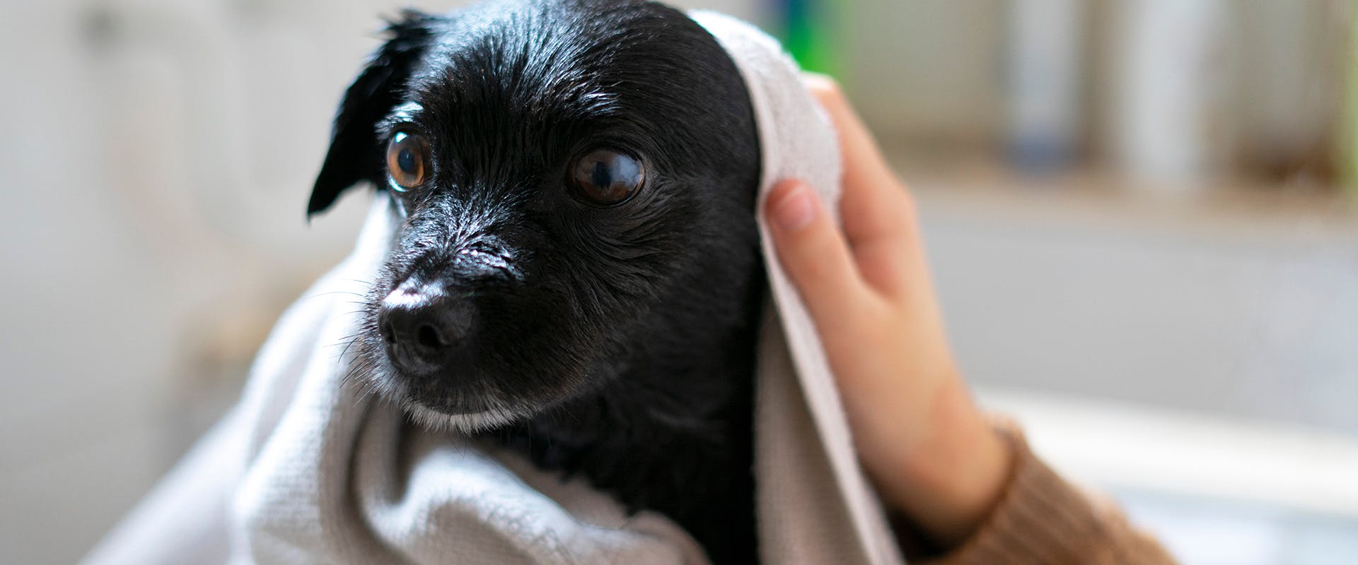 A small wet black dog, a soft towel around it's head and body