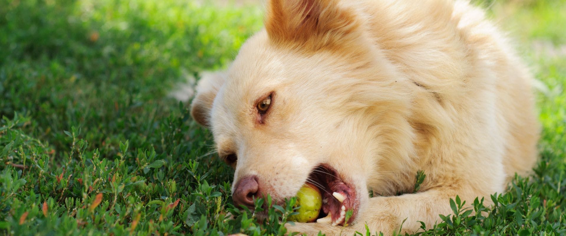 beige-coloured dog eating apple