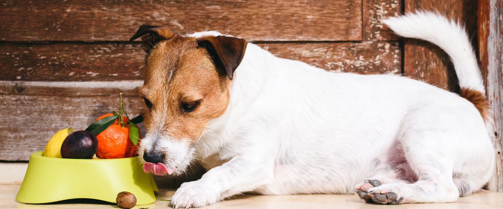 Dog with bowl full of fruits and nuts
