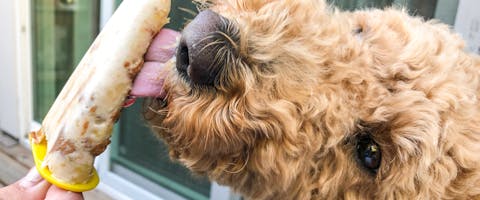 A dog licks a dog friendly ice cream.