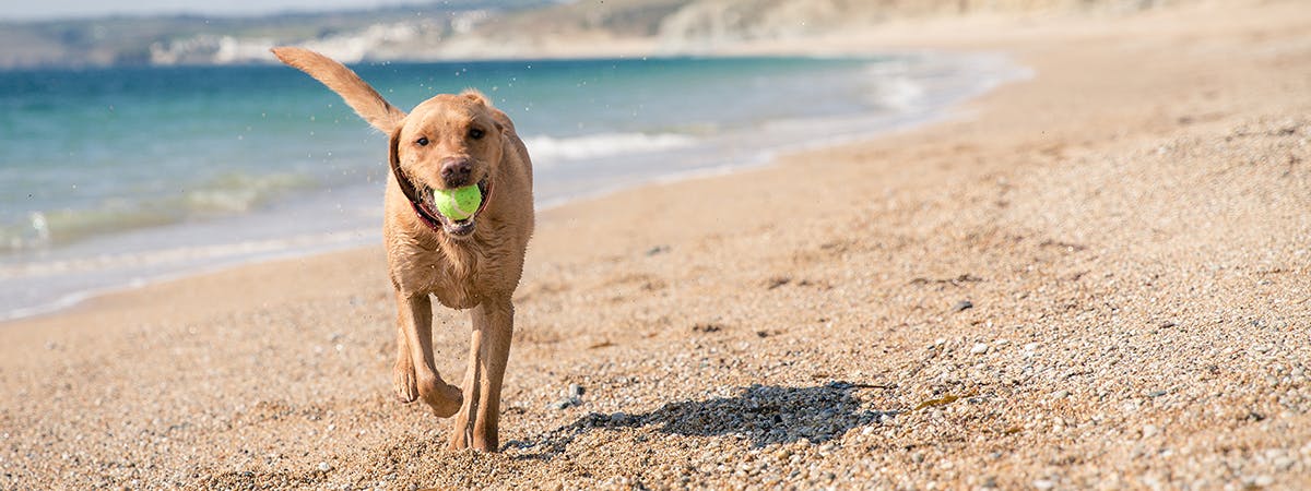 Labrador Retriever dog running on a Cornish beach with the ocean behind, looking playful with a tennis ball in its mouth