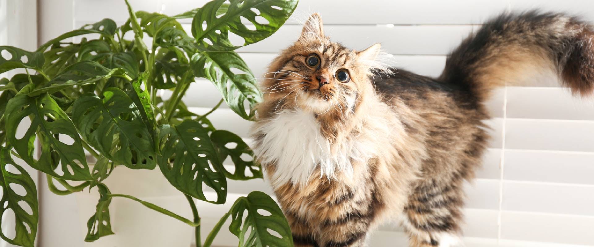 Fluffy cat next to a house plant