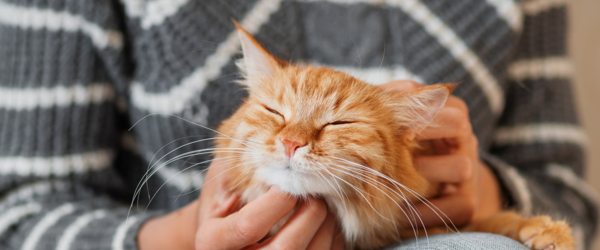 A cat enjoys a chin scratch.